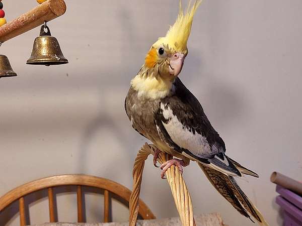 lutino-pearl-fancy-bird-for-sale