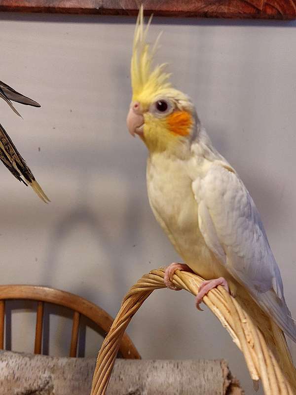 female-bird-for-sale-in-plainville-ma