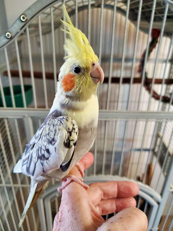 cockatiel-for-sale