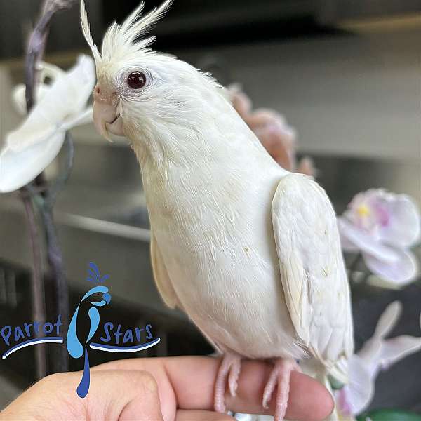 cockatiel-for-sale