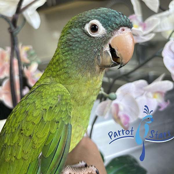 blue-crown-conure-for-sale