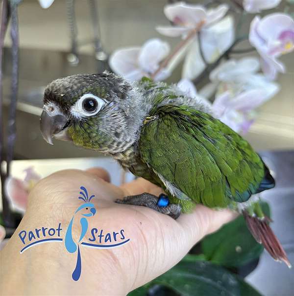 green-cheek-conure-for-sale