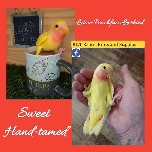 lovebird-for-sale