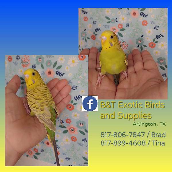 parakeet-for-sale