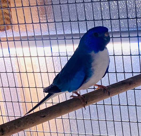 parakeet-for-sale