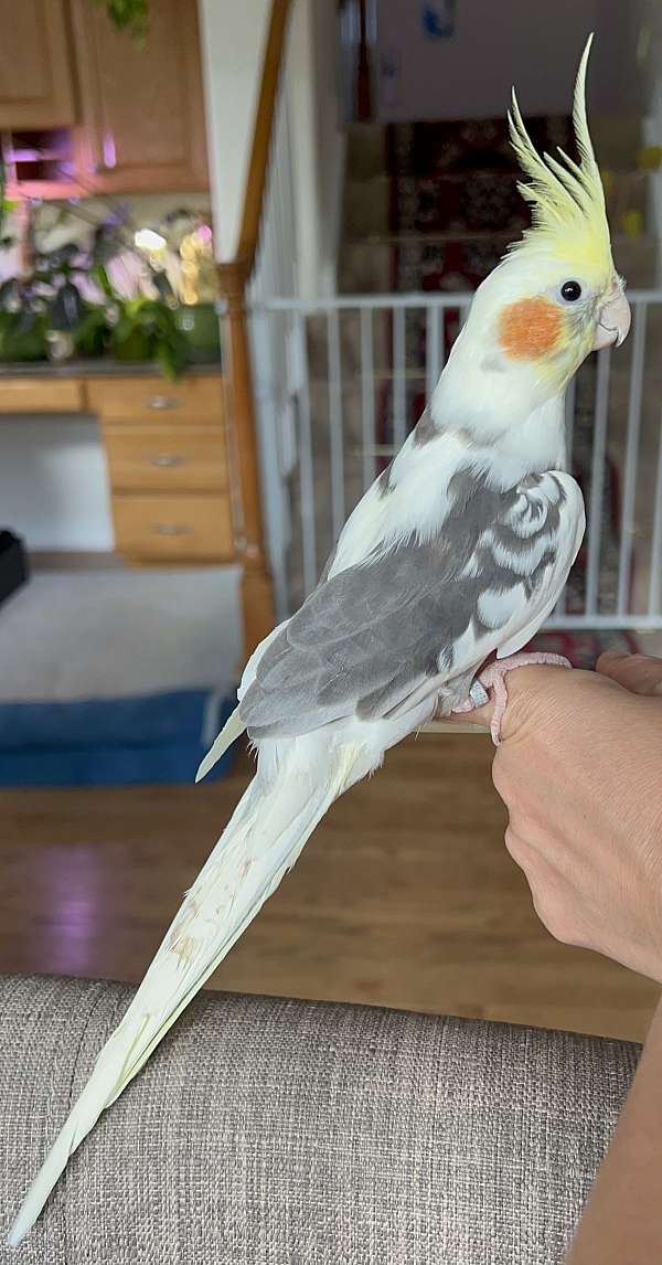 cockatiel-for-sale