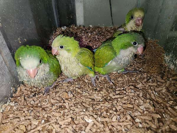 quaker-parrots-for-sale