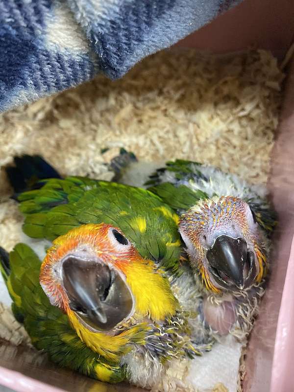 sun-conure-for-sale