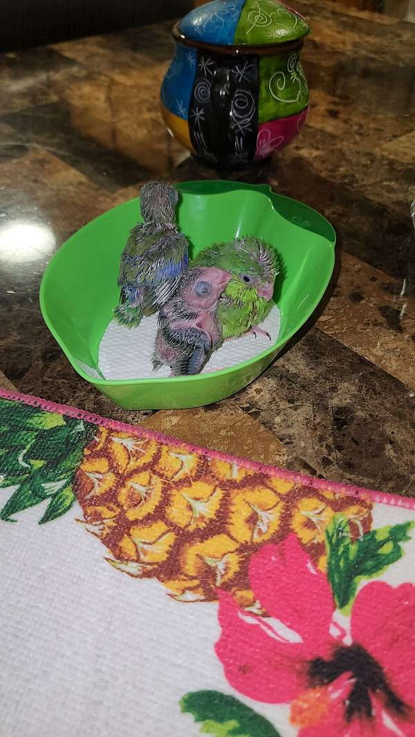 pacific-parrotlet-for-sale