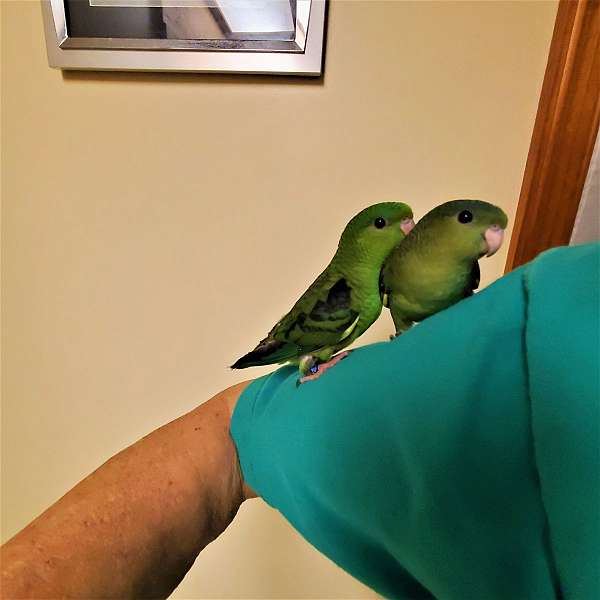 lineolated-parakeet-for-sale