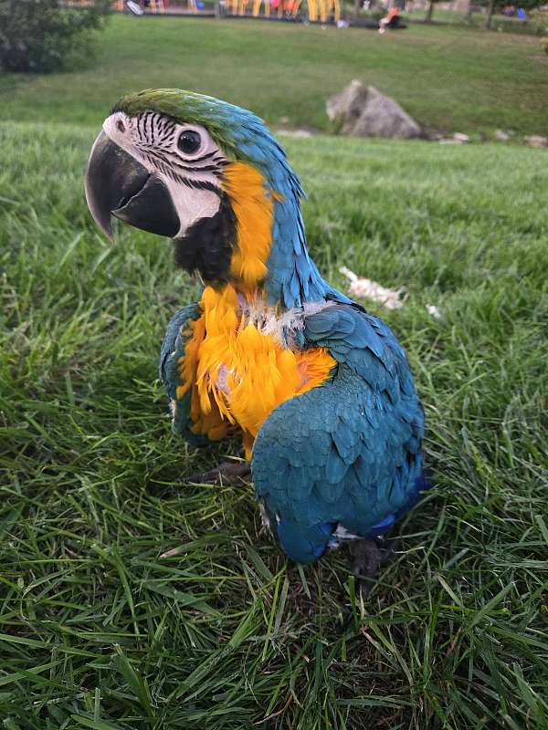 blue-gold-macaw-for-sale