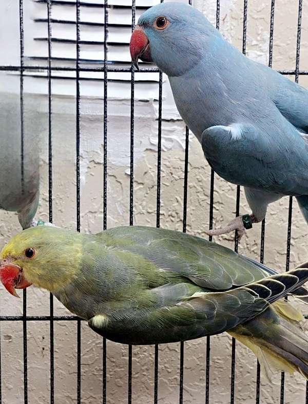 parrot-for-sale