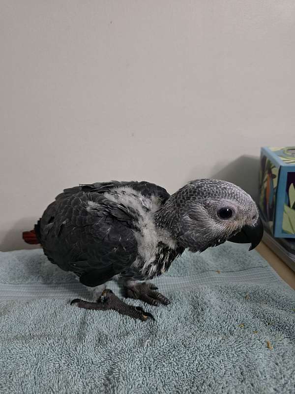 congo-african-grey-parrot-for-sale