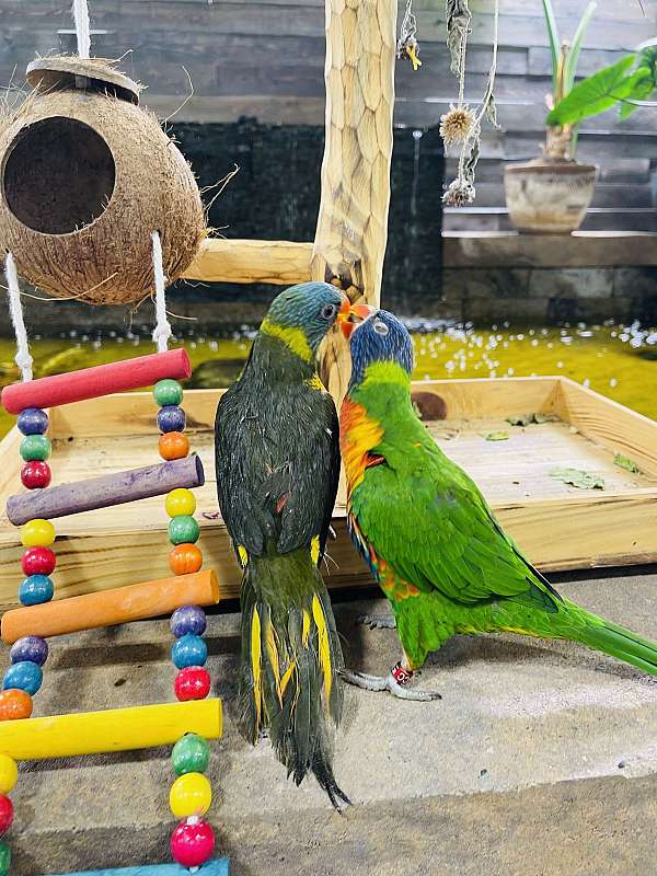 bonded-pair-lory-for-sale