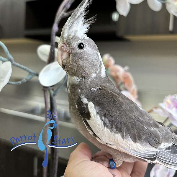 cockatiel-for-sale