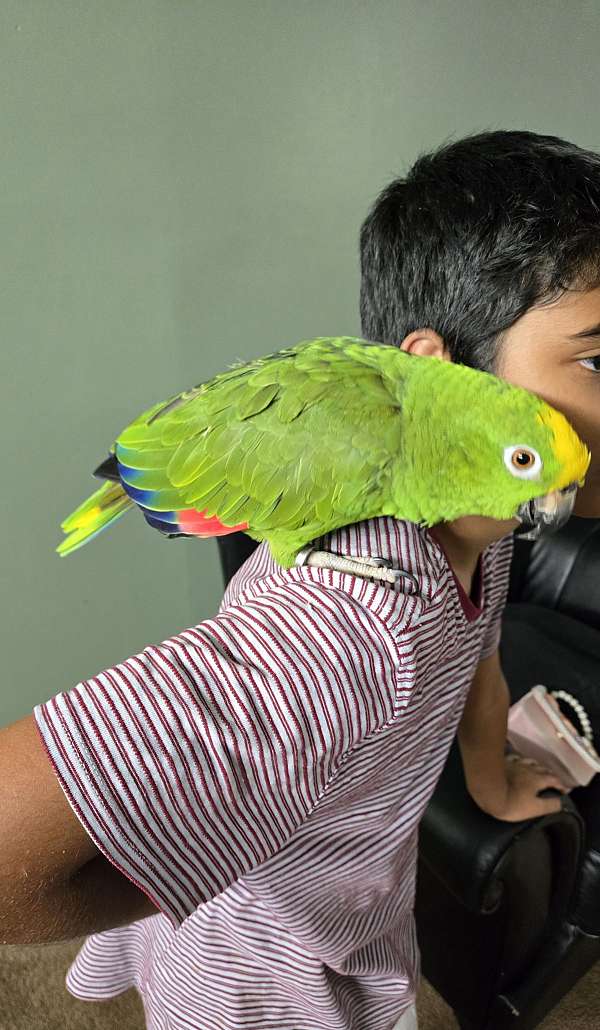 yellow-crown-amazon-parrot-for-sale-in-baltimore-md