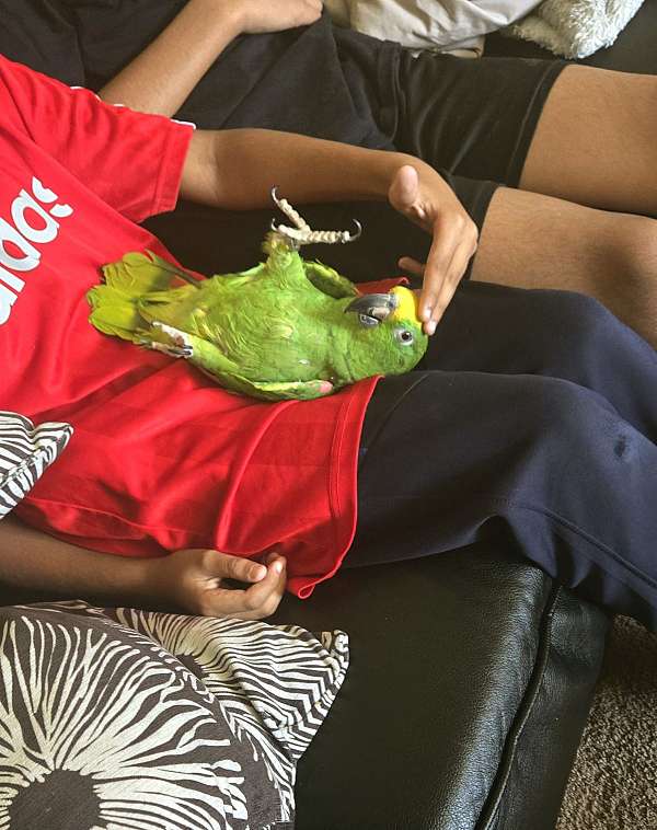 yellow-crown-amazon-parrot-for-sale-in-baltimore-md