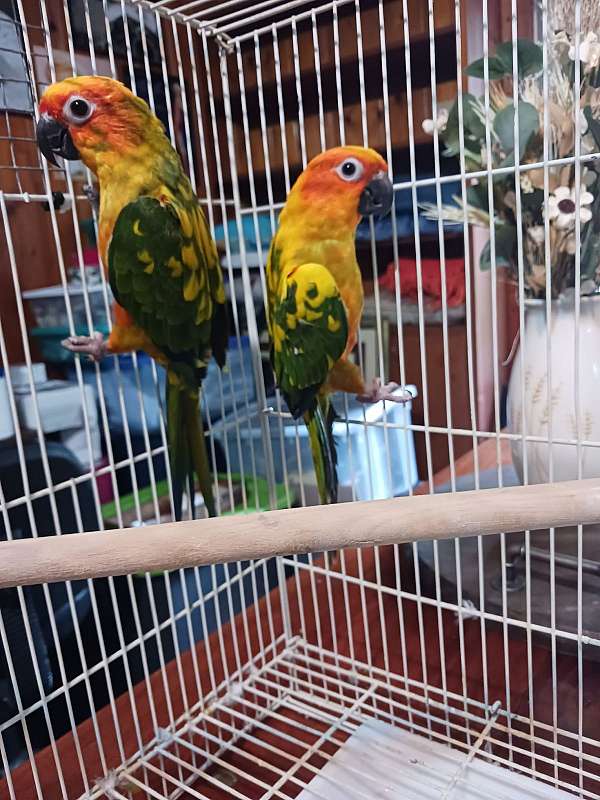 conure-sun-conure-for-sale-in-auburn-ga