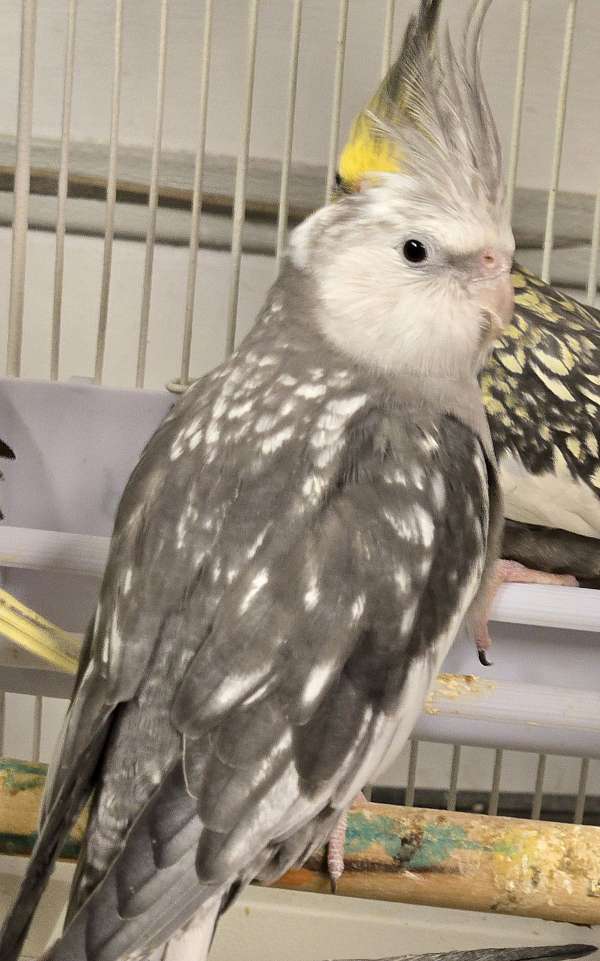 cockatiel-for-sale