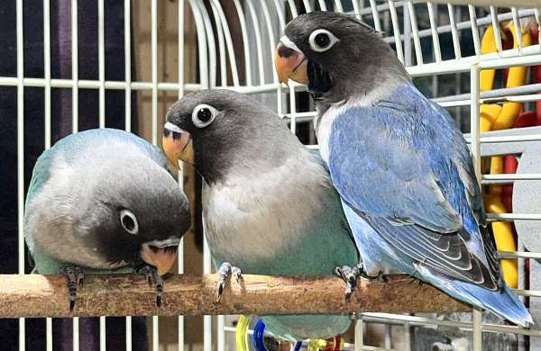 black-mask-lovebird-for-sale-in-missouri