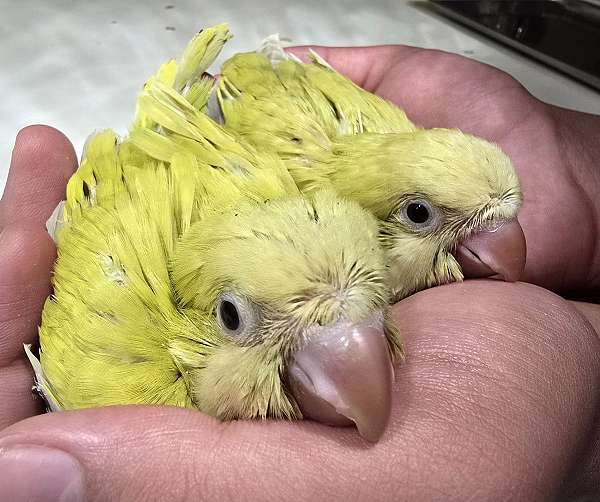 yellow-bird-for-sale-in-monroe-oh