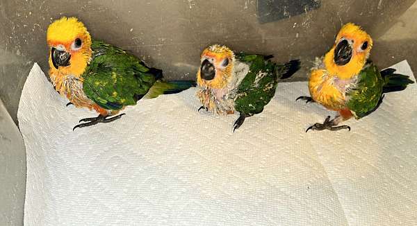 quiet-jenday-conure-for-sale