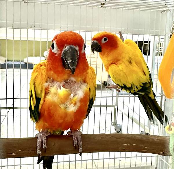 conure-sun-conure-for-sale-in-longwood-fl