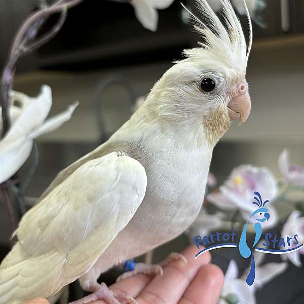 cockatiel-for-sale