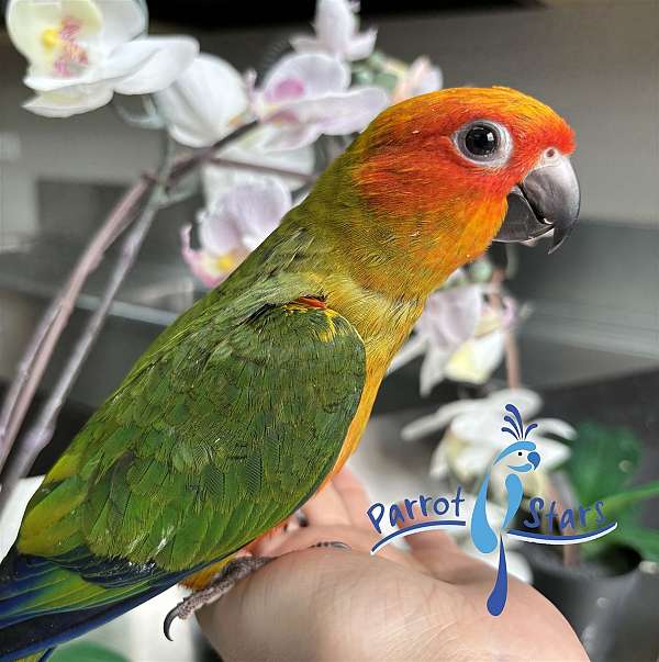 sun-conure-for-sale