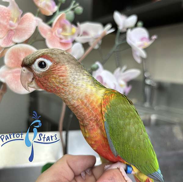 green-cheek-conure-for-sale