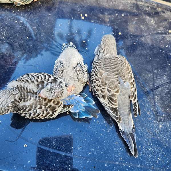 bird-parrot-for-sale-in-glen-burnie-md