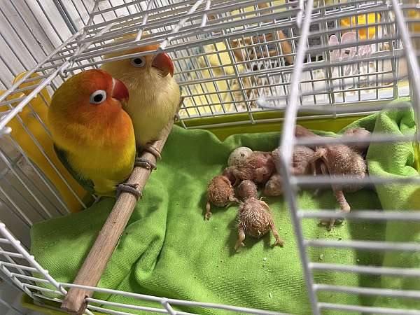 lovebird-for-sale-in-little-neck-ny