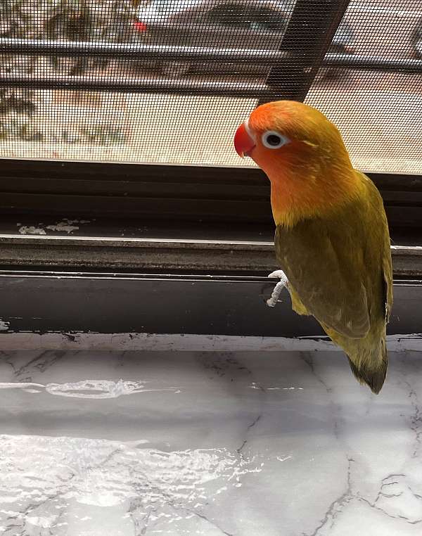 lovebird-for-sale-in-little-neck-ny