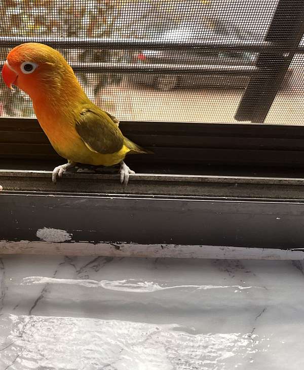 lovebird-for-sale