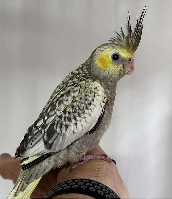 pearl-yellow-bird-for-sale-in-cordova-tn