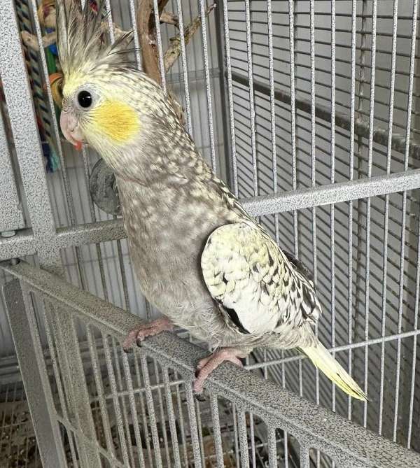 pearl-yellow-bird-for-sale-in-cordova-tn