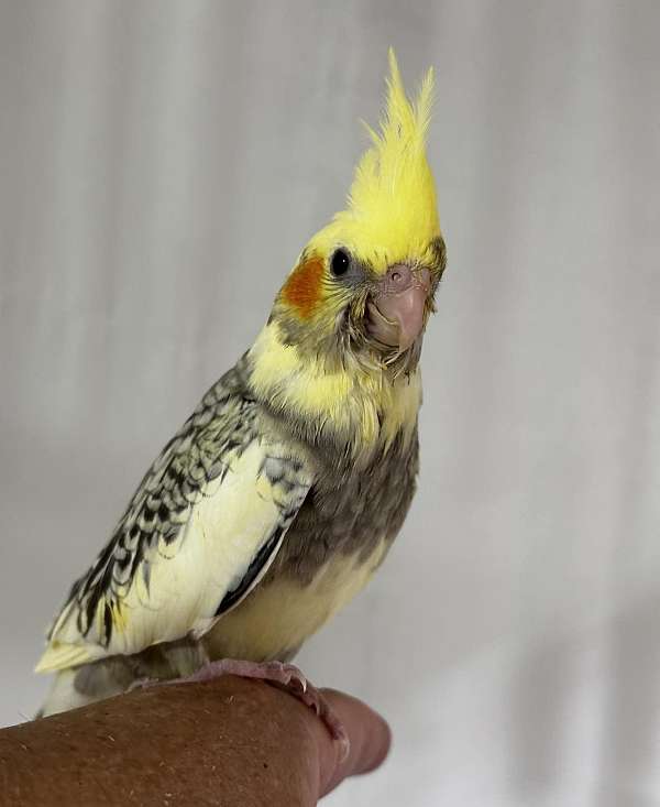 cockatiel-for-sale