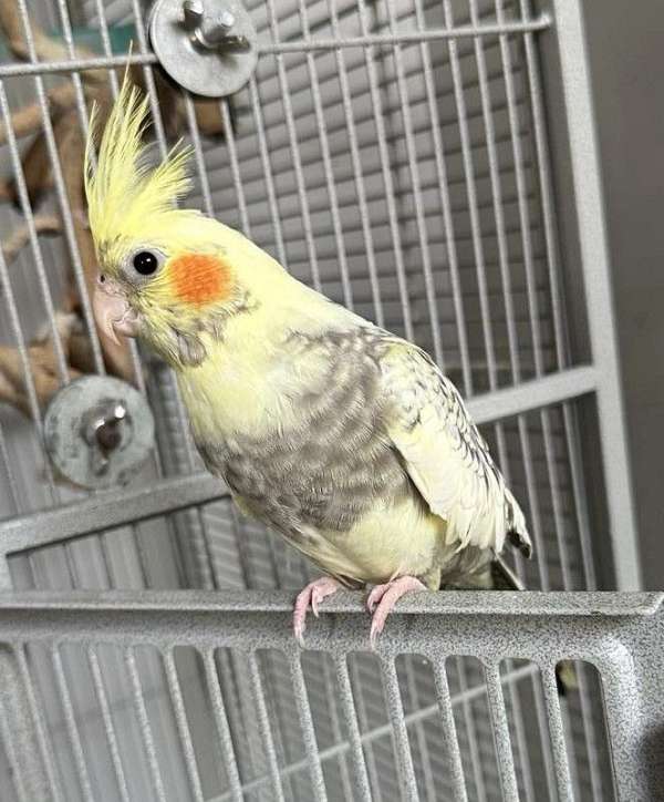 cockatiel-for-sale