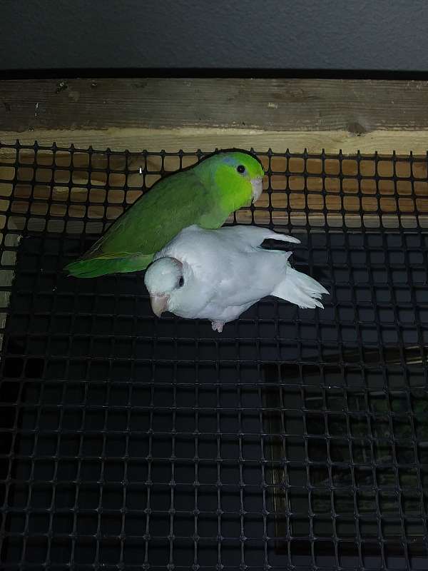 parrotlet-for-sale