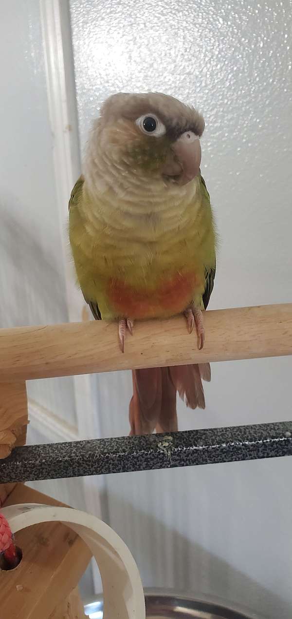 green-cheek-conure-for-sale-in-greenwood-ar