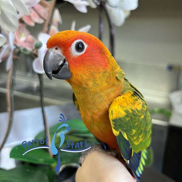 sun-conure-for-sale