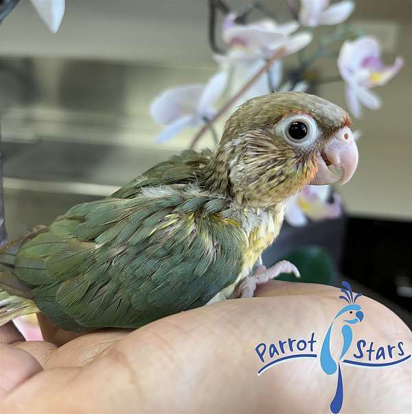 green-cheek-conure-for-sale