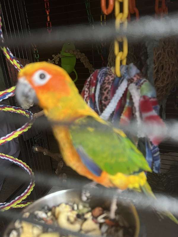 sun-conure-for-sale