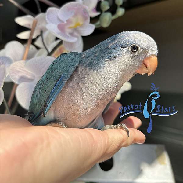 quaker-parrots-for-sale