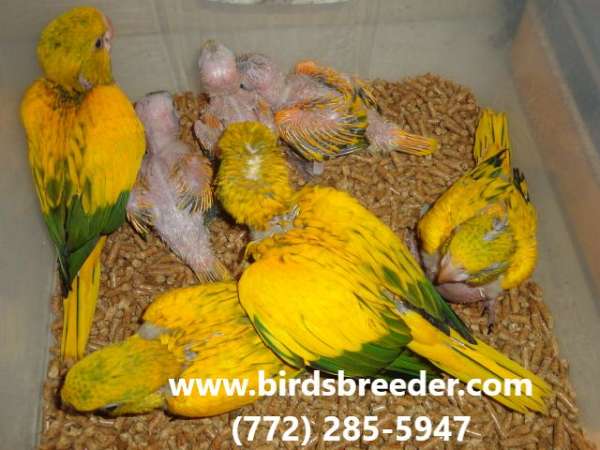 golden-conure-for-sale