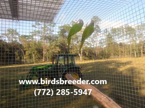 blue-crown-conure-for-sale