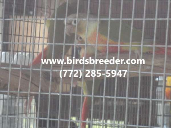 green-cheek-conure-for-sale