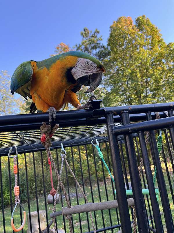 orange-bird-for-sale-in-wisconsin