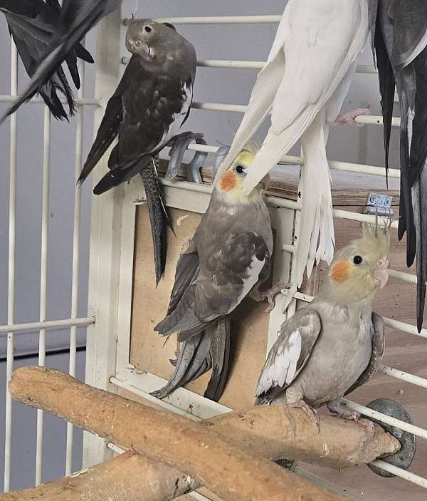 cockatiel-for-sale