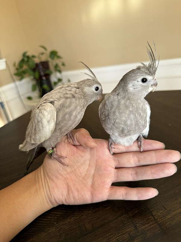 cockatiel-for-sale